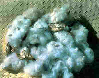 Cotton Seed and Fibres